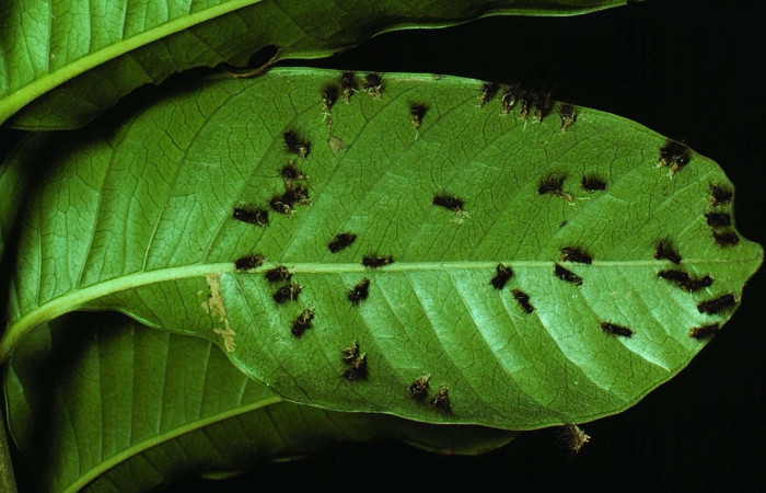 Figura 4. <i>Mudas de Methone noctula</i> (Riodinidae), en la hoja de la planta <i>Spondias mombin</i> (Anacardiaceae). 78-SRNP-124-DHJ238.jpg.