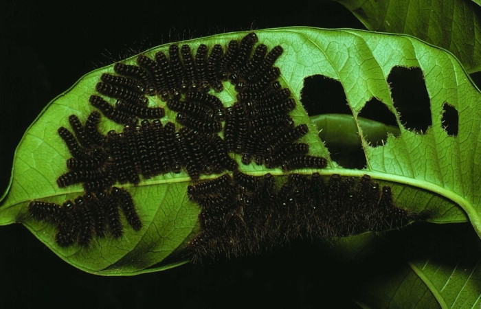 Figura 7. Larvas de <i>Methone noctula</i> (Riodinidae), posición grupal en la hoja de la planta <i>Spondias mombin</i> (Anacardiaceae). 78-SRNP-124-DHJ240.jpg.
