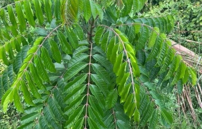 Figura 12. Plata <i>Spondias mombin</i> (Anacardiaceae), hospedera de <i>Methone noctula</i> (Riodinidae). posición follaje.