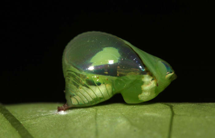 Figura 10. Pupa ventral entero <i>Pteronymia notilla</i>, (Nymphalidae). Sector Pitilla, Sendero Bernales, (elevación 660 metros). Colectada 1 noviembre 2017 (17-SRNP-32446-DHJ740765.jpg).