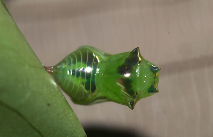 Figura 11. Pupa ventral entero <i>Pteronymia notilla</i>, (Nymphalidae). Sector Pitilla, Sendero Bernales, (elevación 660 metros). Colectada 1 noviembre 2017 (17-SRNP-32446-DHJ740767.jpg).