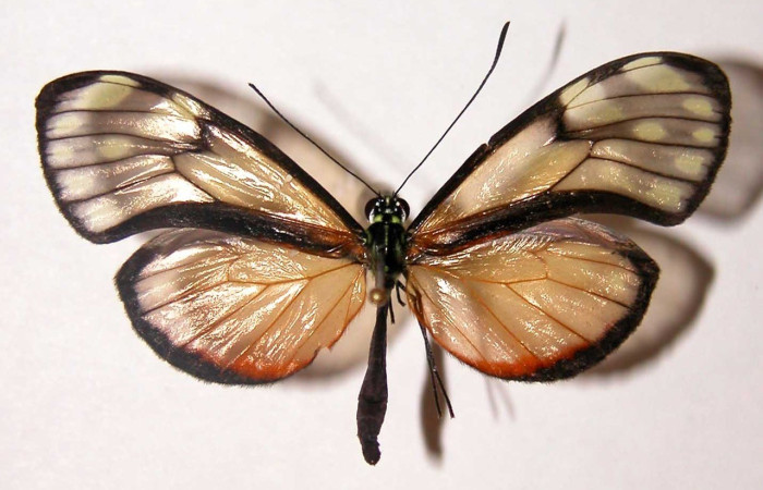 Figura 12. Adulto <i>Pteronyma notilla</i> (Nymphalidae), posición vista dorsal. (02-SRNP-19904-DHJ34776).
