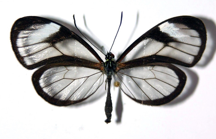 Figura 13. Adulto <i>Pteronyma parva</i> (Nymphalidae), posición vista dorsal. (00-SRNP-1051-DHJ97554).