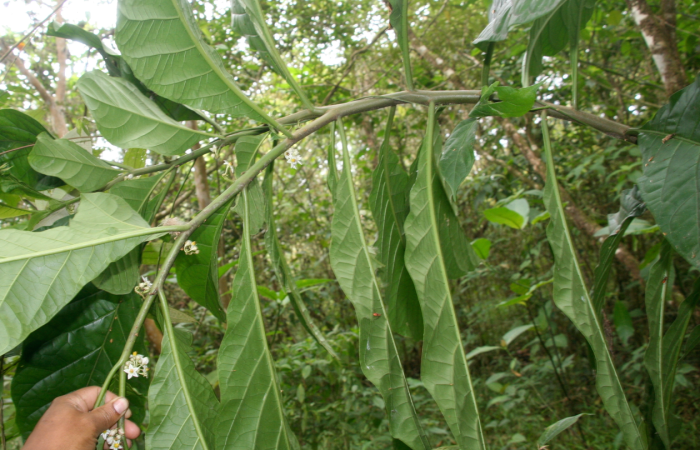 Figura 14. <i>Solanum rovirosanum</i>, (Solanaceae), de <i>Pteronymia parva</i>, (Nymphalidae). Voucher: BioBot06542. Colector: Jorge Hernández. Localidad: Rio Francia. Fecha: 14 mayo 2011.  