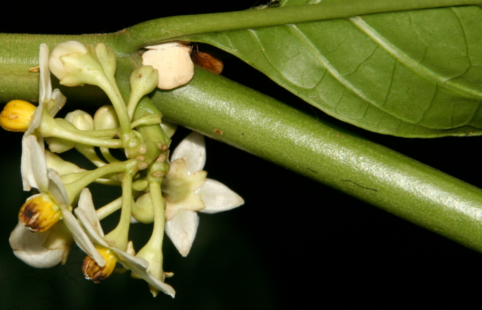 Figura 15. Flores <i>Solanum rovirosanum</i>, (Solanaceae), de <i>Pteronymia parva</i>, (Nymphalidae). Voucher: BioBot06542. Colector: Jorge Hernández. Localidad: Rio Francia. Fecha: 14 mayo 2011.