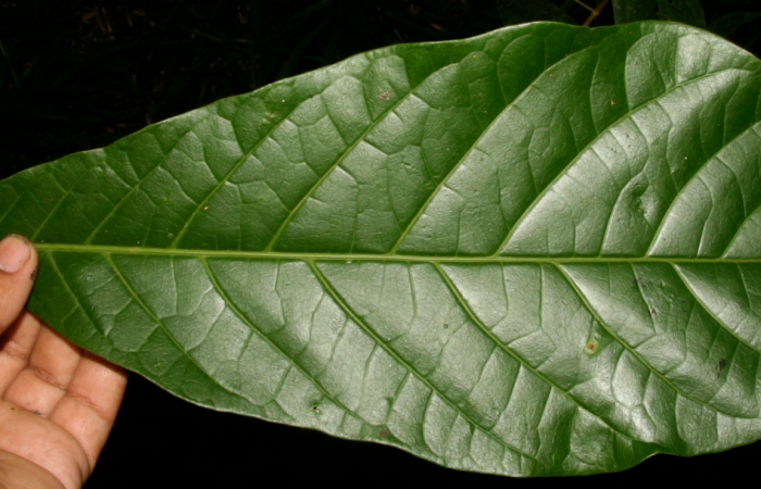 Figura 16. Posición hoja envés <i>Solanum rovirosanum</i>, (Solanaceae), de <i>Pteronymia parva</i>, (Nymphalidae). Voucher: BioBot06543. Colector. Jorge Hernández. Localidad. Rio Francia. Fecha. 14 mayo 2011.