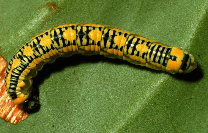 Figura 1. Dorsal entero <i>Pteronyma parva</i>, (Nymphalidae), en la planta <i>Cuatresia riparia</i> (Solanaceae). Sector San Cristóbal, Sendero Pinyal, (elevación 630 metros). Colectada 4 junio 1999. (99-SRNP-5634-DHJ51263.jpg).