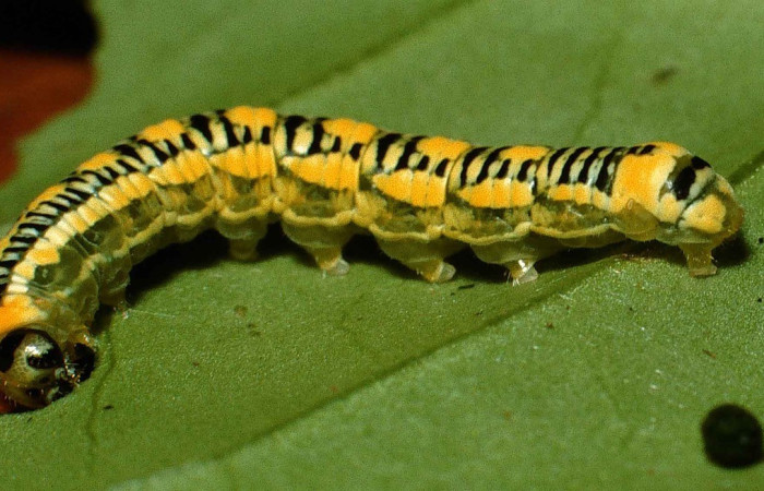 Figura 2. Lateral entero <i>Pteronyma parva</i>, (Nymphalidae), en la planta <i>Cuatresia riparia</i> (Solanaceae). Sector San Cristóbal, Sendero Pinyal, (elevación 630 metros). Colectada 4 junio 1999. (99-SRNP-5634-DHJ51261.jpg).