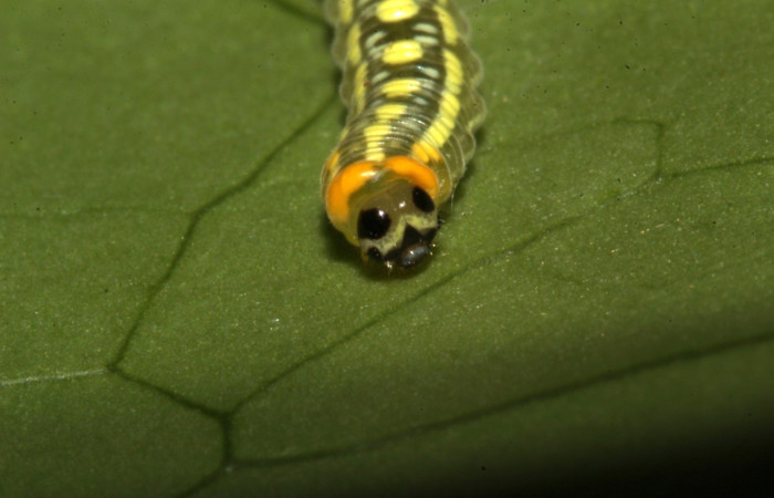Figura 3. Cabeza <i>Pteronyma parva</i>, (Nymphalidae), en la planta <i>Solanum rovirosanum</i> (Solanaceae). Sector Pitilla, Sendero Mismo, (elevación 680 metros). Colectada 16 abril 2028. (18-SRNP-30441-DHJ743836.jpg).
