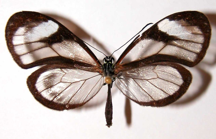 Figura 4. Adulto <i>Pteronyma parva</i> (Nymphalidae), posición vista dorsal. (00-SRNP-1047-DHJ34124).