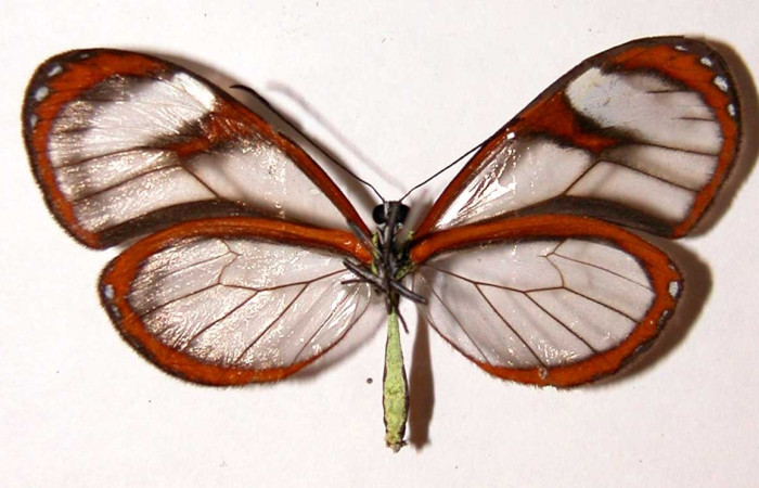 Figura 5. Adulto <i>Pteronyma parva</i> (Nymphalidae), posición vista ventral. (00-SRNP-1047-DHJ34125).