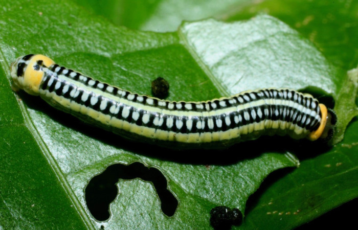 Figura 6. Dorsal entero <i>Pteronyma notilla</i>, (Nymphalidae), en la planta <i>Solanum rovirosanum</i> (Solanaceae). Sector Cacao, Sendero Derrumbe, (elevación 1220 metros). Colectada 19 abril 2009. (09-SRNP-35441-DHJ455499.jpg).