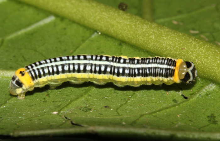 Figura 7. Lateral entero <i>Pteronyma notilla</i>, (Nymphalidae), en la planta <i>Solanum rovirosanum</i> (Solanaceae). Sector Pitilla, Sendero Hoffmannia, (elevación 825 metros). Colectada 26 octubre 2016. (16-SRNP-31753-DHJ735673.jpg).