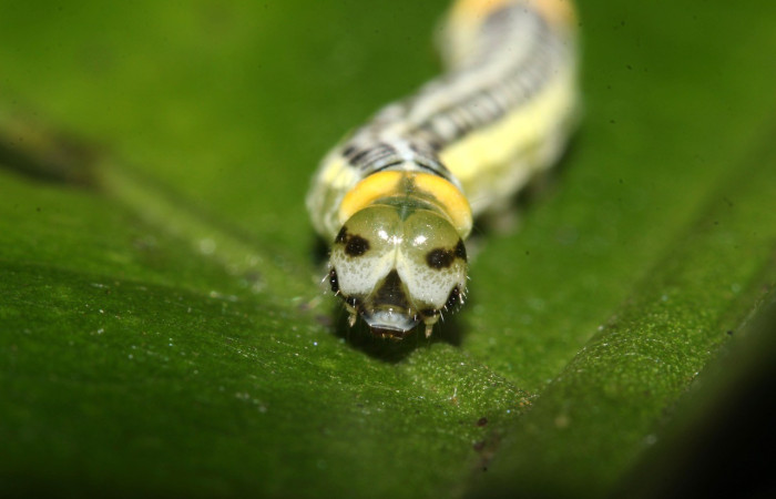 Figura 8. Cabeza <i>Pteronyma notilla</i>, (Nymphalidae), en la planta <i>Solanum rovirosanum</i> (Solanaceae). Sector Pitilla, Sendero Bernales, (elevación 660 metros). Colectada 1 noviembre 2017. (17-SRNP-32446-DHJ740734.jpg).