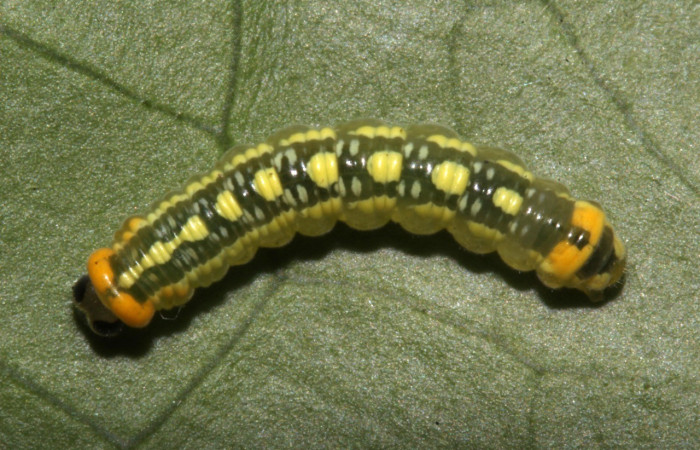 Figura 9. Dorsal entero <i>Pteronyma parva</i>, (Nymphalidae), en la planta <i>Solanum rovirosanum</i> (Solanaceae). Sector Pitilla, Sendero Mismo, (elevación 680 metros). Colectada 16 abril 2018. (18-SRNP-30441-DHJ743834.jpg).