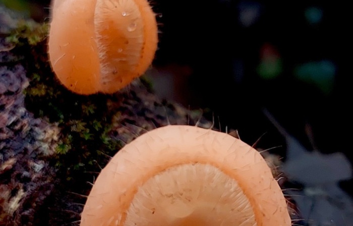 Fig. 3. <i>Cookeina tricoloma</i> (Sarcoscyphaceae) parte frontal. Foto: Carolina Cano. Agostos 2026. Sendero Perdido.