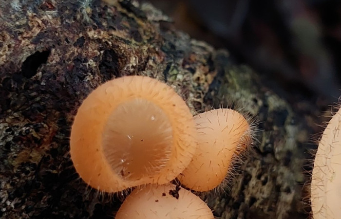 Fig. 2. <i>Cookeina tricoloma</i> (Sarcoscyphaceae) parte frontal se pueden ver los tricomas. Foto: Carolina Cano. Agostos 2026. Sendero Perdido.