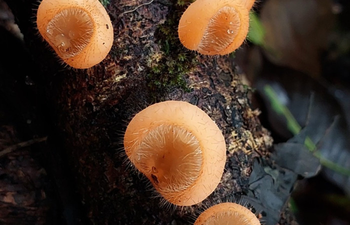 Fig. 1. <i>Cookeina tricoloma</i> (Sarcoscyphaceae) creciendo sobre tronco en descomposición. Foto: Carolina Cano Agosto 2026. Sendero Perdido.