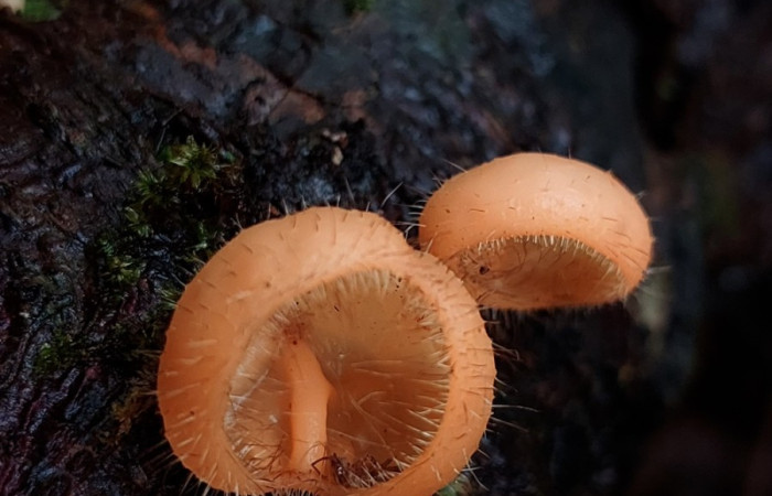 Fig. 4. <i>Cookeina tricoloma</i> (Sarcoscyphaceae) parte frontal. Foto: Carolina Cano. Agostos 2026. Sendero Perdido.