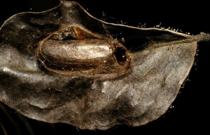 Fig.10 Parásitada  <i>Pococera sadotha</i>, (Pyralidae), (Ichneumonidae), parásito familia, parásito especie, Eiphosoma kelpanum, parásito subfamilia, Cremastinae. Voucher: 05-SRNP-25259-DHJ415460.