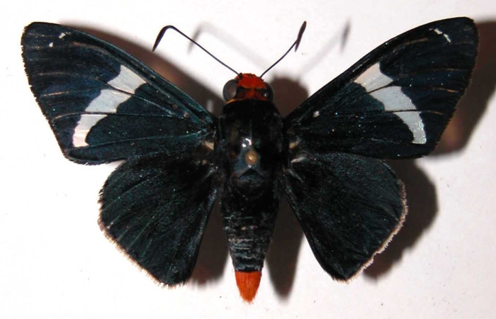 Fig.11 <i>Pyrrhopyge crida</i>, (Hesperiidae), macho mostrando la parte dorsal. Voucher: 03-SRNP-1149-DHJ36560.