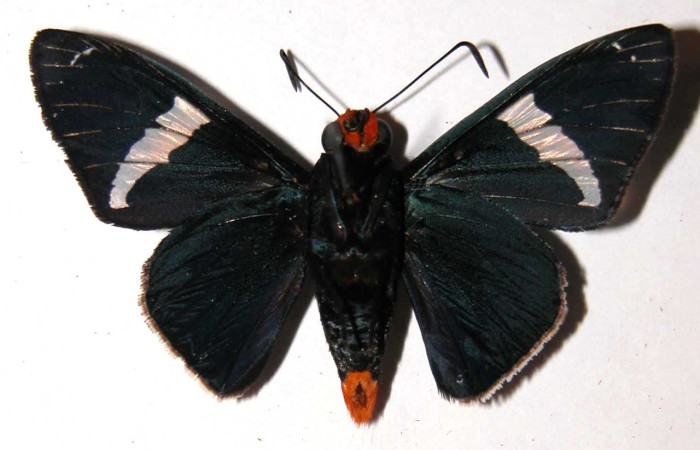 Fig.12 <i>Pyrrhopyge crida</i>, (Hesperiidae), macho mostrando la parte ventral. Voucher: 03-SRNP-1149-DHJ36561.