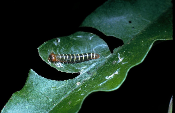 Fig.13 Larva <i>Pyrrhopyge crida</i>, (Hesperiidae), segundo estadío, se alimenta <i>Picramnia antidesma</i>, (Picramniaceae), mostrando su parte dorsal entero. Voucher: 04-SRNP-32576-DHJ83823.