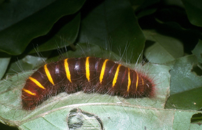 Fig.14 Larva <i>Pyrrhopyge crida</i>, (Hesperiidae), último estadío, se alimenta <i>Picramnia antidesma</i>, (Picramniaceae), mostrando su parte dorsal entero. Voucher: 04-SRNP-32575-DHJ86527.