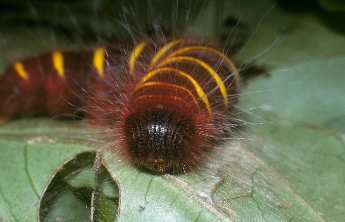 Fig.15 Larva <i>Pyrrhopyge crida</i>, (Hesperiidae), último estadío, se alimenta <i>Picramnia antidesma</i>, (Picramniaceae), mostrando la parte cabeza. Voucher: 04-SRNP-32575-DHJ86534.