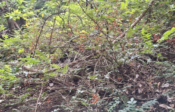 Fig.1 Planta <i>Picramnia antidesma</i>, (Picramniaceae), con frutos anaranjados, Quebrada La Yeguita, Sector Maritza, 2 Julio 2026, Elieth Cantillano.  