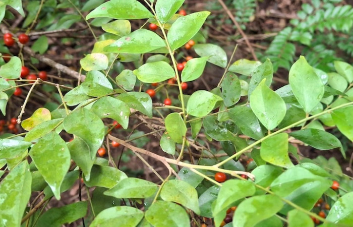 Fig.2 Planta con hojas y frutos rojos <i>Picramnia antidesma</i>, (Picramniaceae), Quebrada La Yeguita, Sector Maritza, 2Julio 2026, Elieth Cantillano.