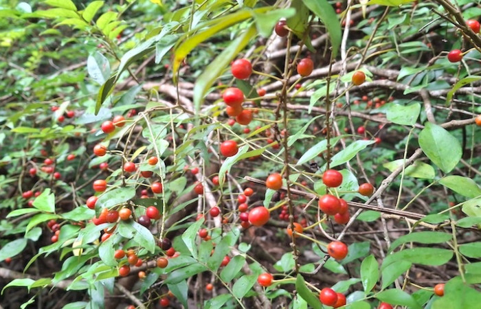 Fig.3 Planta <i>Picramnia antidesma</i>, (Picramniaceae), Quebrada La Yeguita, Sector Maritza, ACG, 2 Julio 2016, Elieth Cantillano.