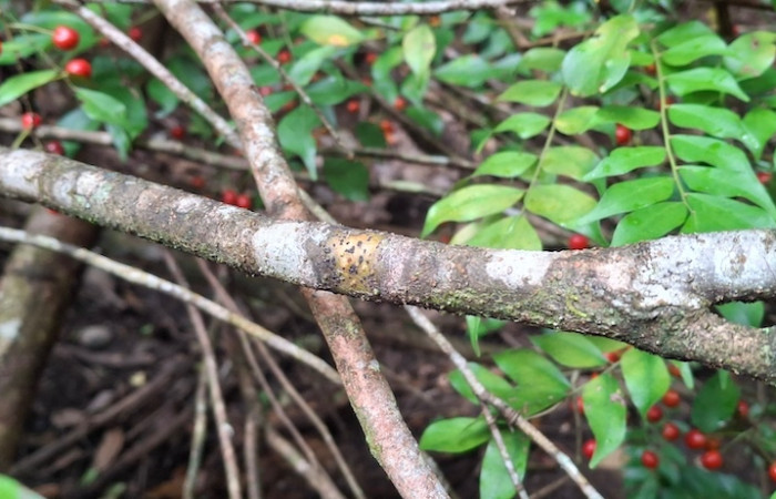 Fig.4 Corteza <i>Picramnia antidesma</i>, (Picramniaceae), Quebrada La Yeguita, sector Maritza, ACG. 2 Julio 2026, Elieth Cantillano.