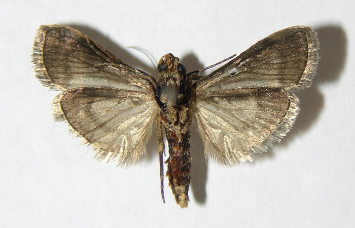 Fig.5 <i>Pococera sadotha</i>, (Pyralidae), adulto mostrando la parte ventral. Voucher: 05-SRNP-24895-DHJ343785.