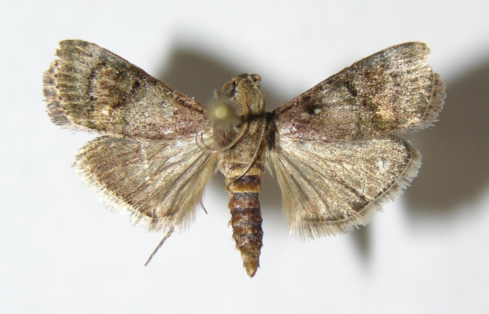Fig.6 <i>Pococera sadotha</i>, (Pyralidae), adulto mostrando la parte dorsal. Voucher: 05-SRNP-25265-DHJ343786.