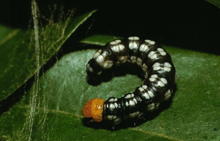 Fig.7 Larva  <i>Pococera sadotha</i>, (Pyralidae), se alimenta <i>Picramnia antidesma</i>, (Picramniaceae), mostrando su parte dorsal entero. Voucher: 02-SRNP-30124-DHJ71081.