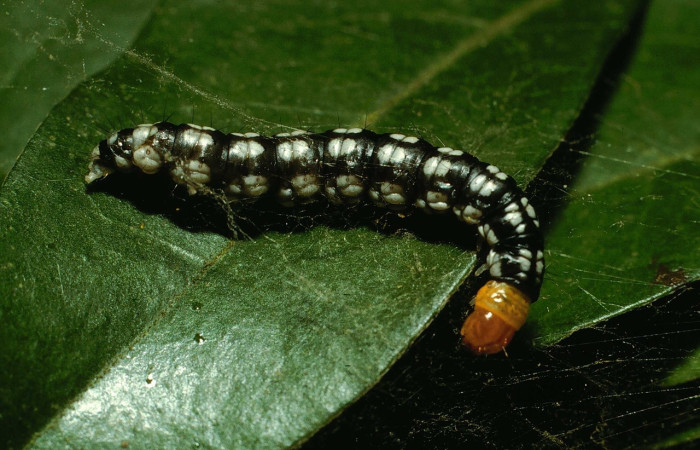 Fig.8 Larva  <i>Pococera sadotha</i>, (Pyralidae), se alimenta <i>Picramnia antidesma</i>, (Picramniaceae), mostrando su parte lateral entero. Voucher: 02-SRNP-30124-DHJ71083.