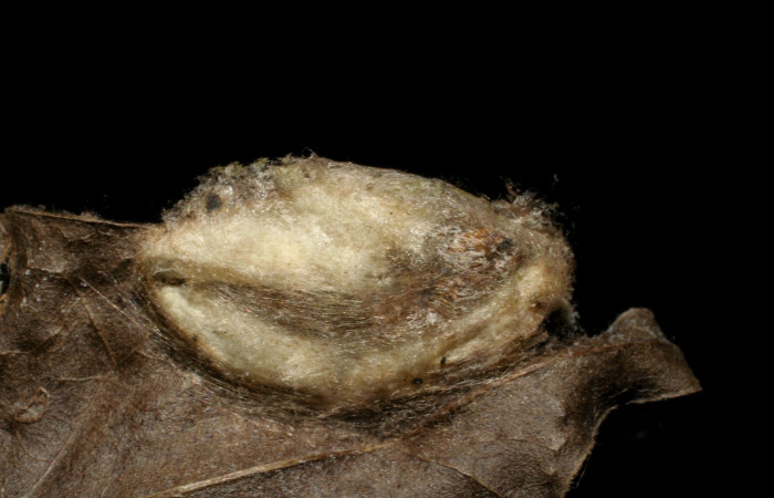 Fig.9 Parásitada  <i>Pococera sadotha</i>, (Pyralidae), (Braconidae), Parásito familia, parásito especie, Hypomicrogaster amazo4DHJ01, parásito subfamilia, Microgastrinae. Voucher: 05-SRNP-25258-DHJ415457.