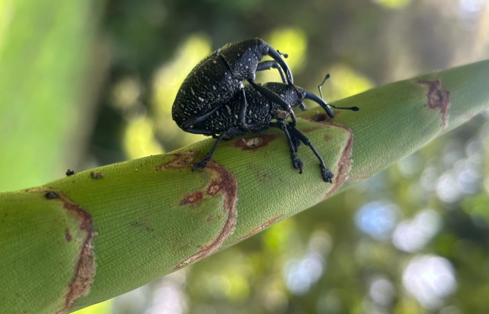 Figura 6. <i>Cholus viduatus</i> (Curculionidae), esta especie es conocido como gorgojo, vista lateral. Foto. Gloria Sihezar. Estación biológica San Gerardo. 4 noviembre 2025.

