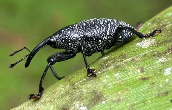 Figura 5. <i>Cholus viduatus</i> (Curculionidae), vista lateral Foto. Gloria Sihezar. Estación biológica San Gerardo. 4 noviembre 2025.