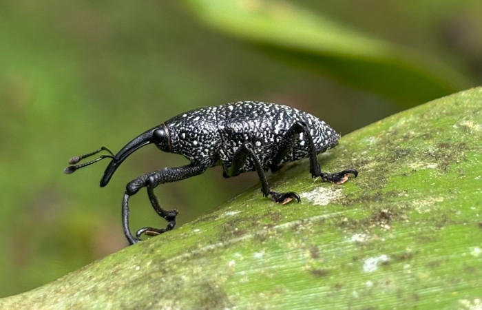 Figura 2. <i>Cholus viduatus</i> (Curculionidae), esta especie es conocido como gorgojo, vista lateral Foto. Gloria Sihezar. Estación biológica San Gerardo. 4 noviembre 2025.
