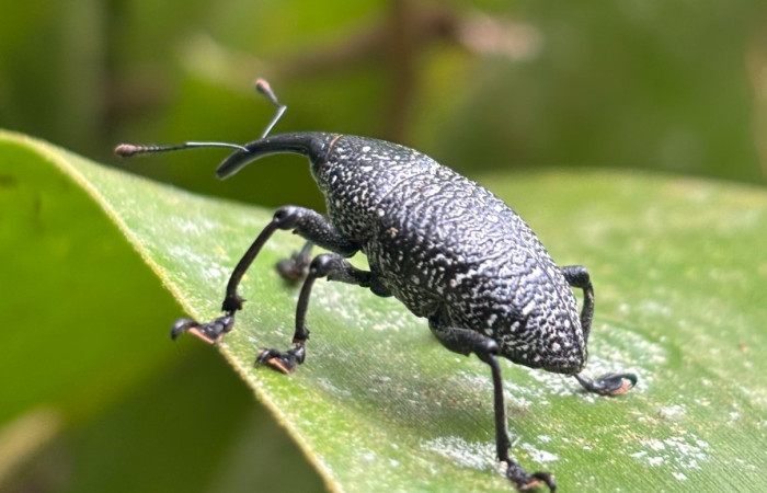 Figura 4. <i>Cholus viduatus</i> (Curculionidae), vista lateral Foto. Gloria Sihezar. Estación biológica San Gerardo. 4 noviembre 2025.