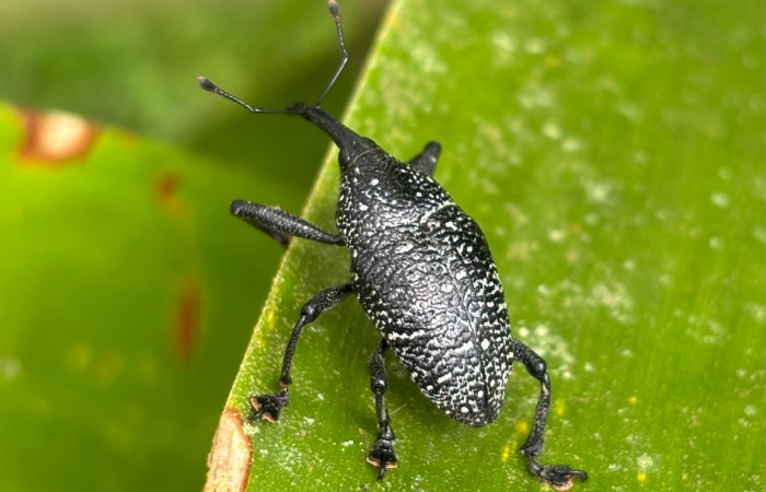 Figura 3. <i>Cholus viduatus</i> (Curculionidae),  vista dorsal Foto. Gloria Sihezar. Estación biológica San Gerardo. 4 noviembre 2025.
