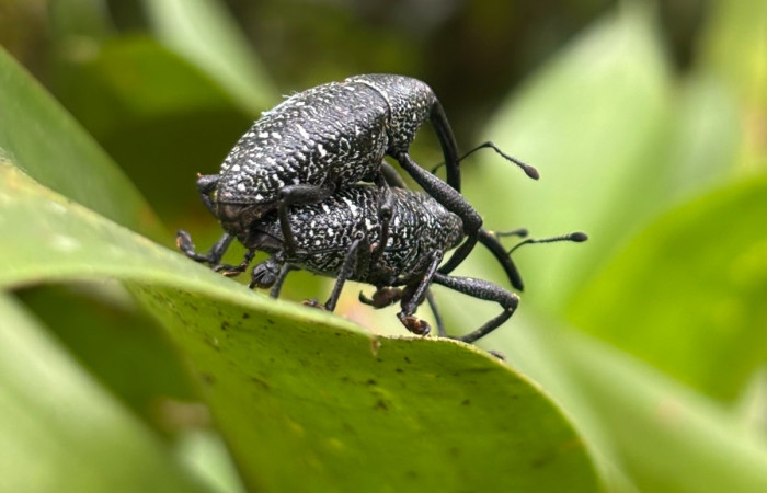 Figura 1. <i>Cholus viduatus</i> (Curculionidae), esta especie es conocido como gorgojo. Foto. Gloria Sihezar. Estación Biológica San Gerardo. 4 noviembre 2025.
