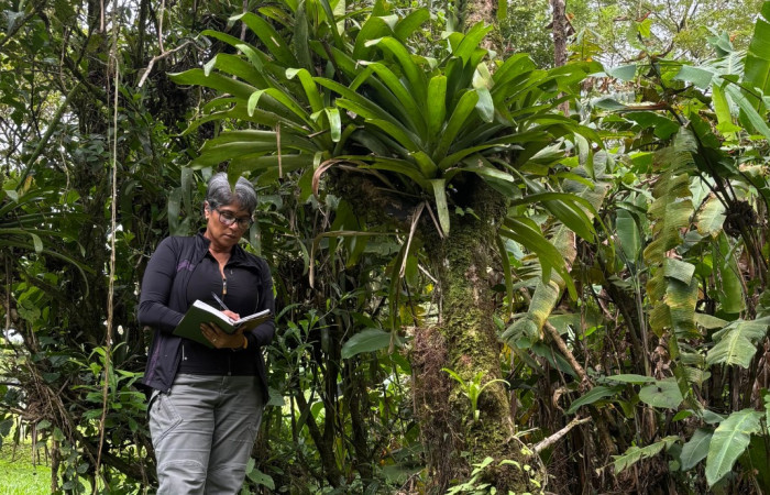 Figura 7. Gloria Sihezar Parataxonoma. En Area de Conservación Guanacaste, Sector San Cristóbal, Estación Biológica San Gerardo, Foto. Gloria Sihezar, 4 noviembre 2025.
