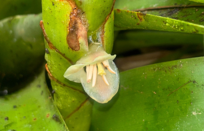 Figura 8. Flor de <i>Werauhina gladioliflora</i>, (Bromeliacea), planta donde encontre <i>Cholus viduatus</i> (Curculionidae).