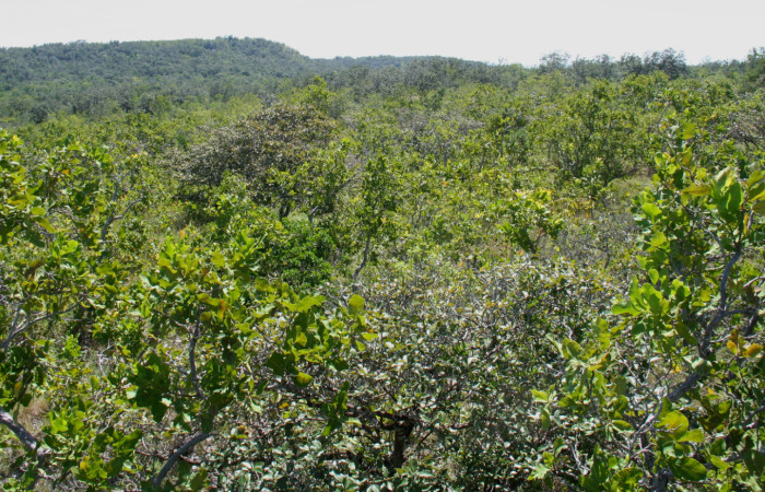 Vista de las copas de <i>Roupala montana</i> creciendo en Sector Santa Elena, frente a la entrada principal del Sector. Foto Adrián Guadamuz, 4 de enero de 2013.