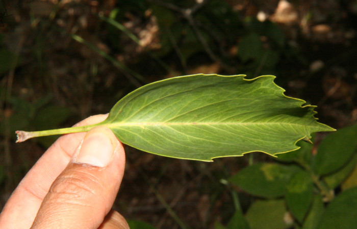 Hoja simple de <i>Roupala montana</i> haz.