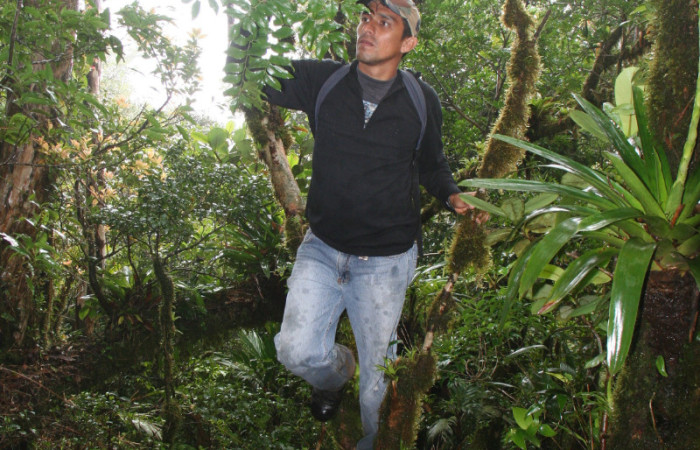 fotográfia de <i>Roupala montana</i> Estación Biologica Cacao, sendero a la cima. En la Foto Greivin Guadamuz, Asciende de Investigación. Foto Adrián Guadamuz, 26 de enero de 2013.