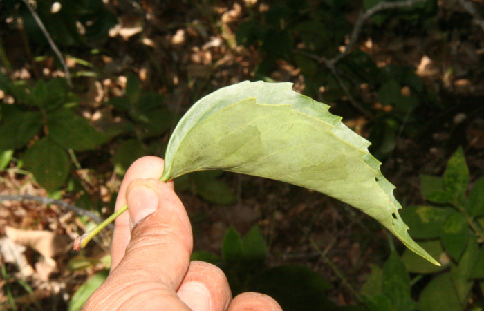 Hoja de simple <i>Roupala montana</i> envés.